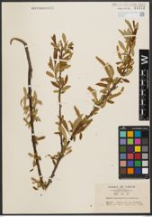 Foto von Salix subfragilis Andersson